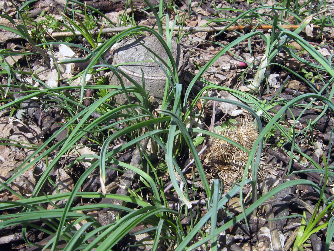 Изображение особи Allium caeruleum.