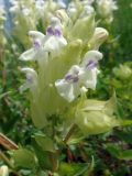 Scutellaria stepposa