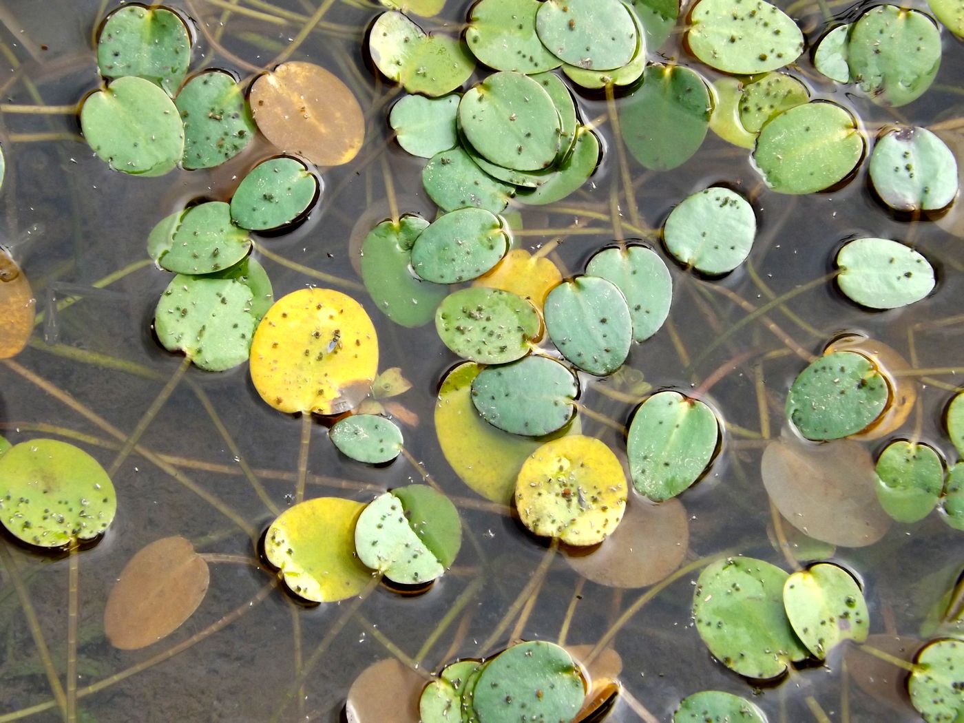 Image of Hydrocleys nymphoides specimen.