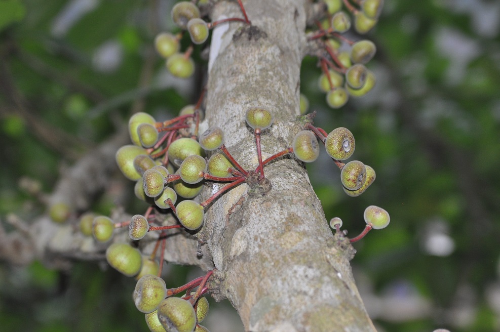 Изображение особи род Ficus.