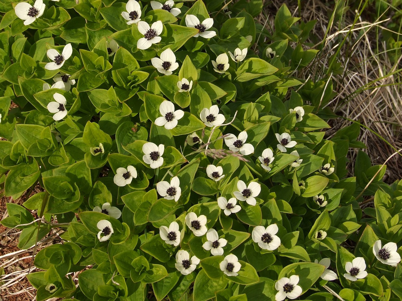 Изображение особи Chamaepericlymenum suecicum.