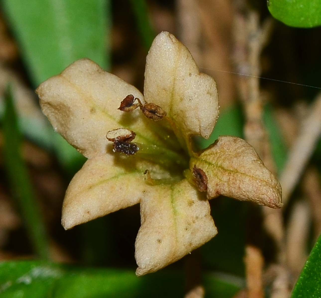 Image of Lycium schweinfurthii specimen.