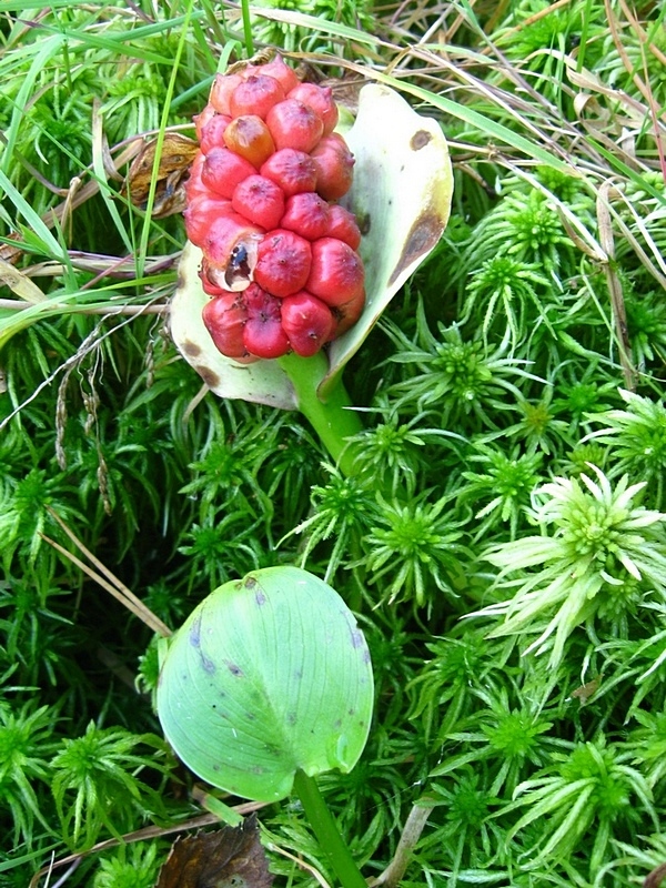 Image of Calla palustris specimen.