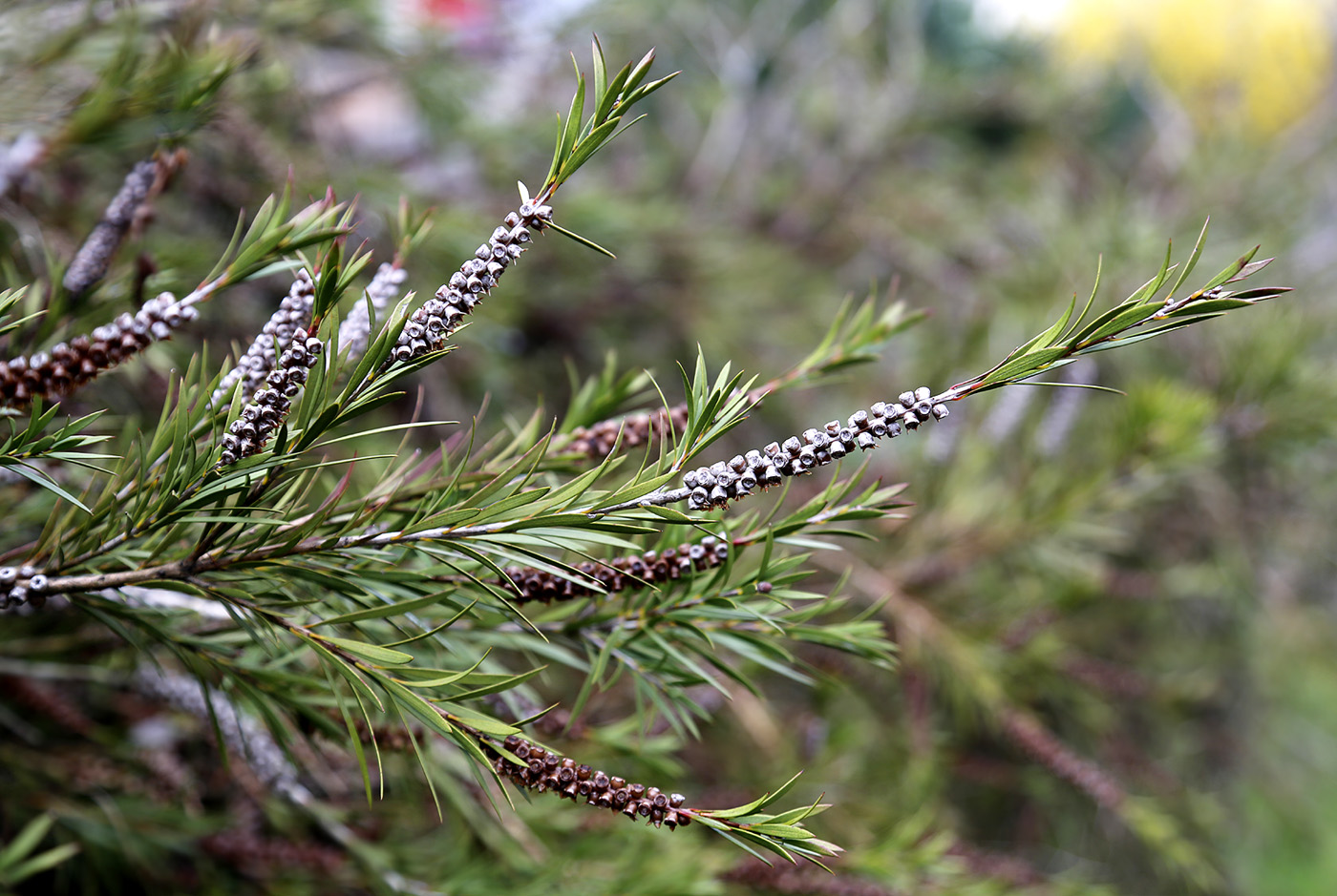 Изображение особи род Callistemon.