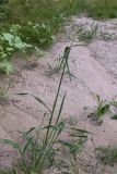 Echinochloa crus-galli. Цветущие растения. Амурская обл., Бурейский р-н, окр. с. Виноградовка, долина р. Асташиха, песчаная почва. 25.07.2016.