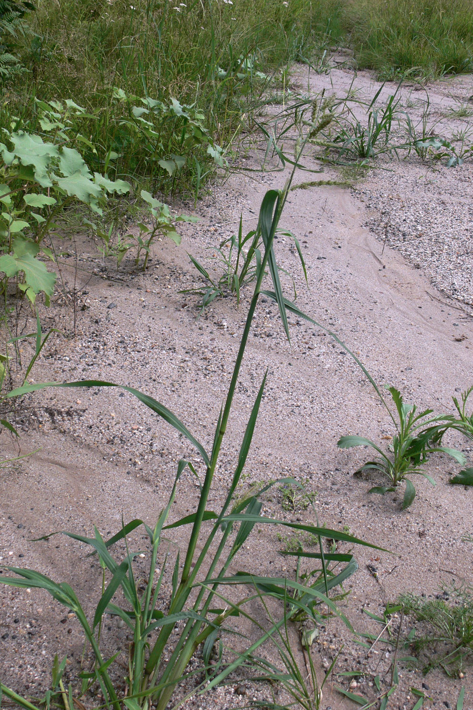 Изображение особи Echinochloa crus-galli.