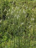 Sanguisorba parviflora