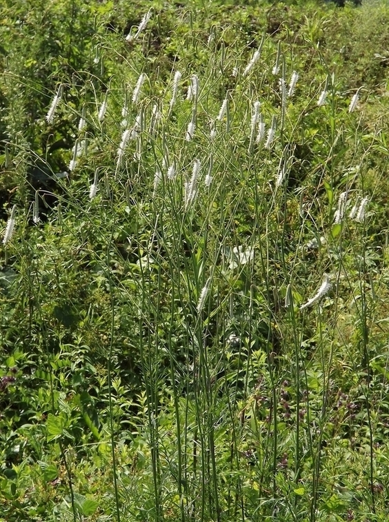 Image of Sanguisorba parviflora specimen.