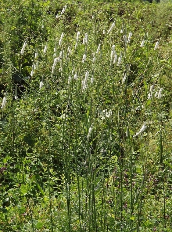 Изображение особи Sanguisorba parviflora.