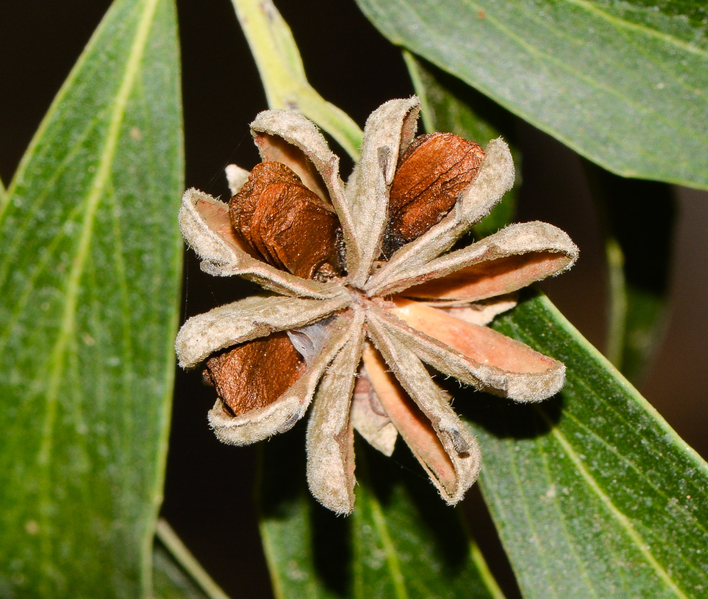 Изображение особи Quillaja brasiliensis.