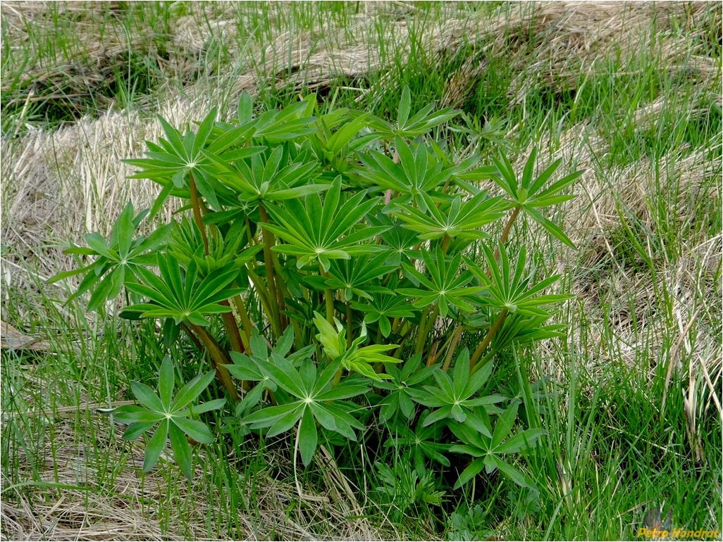 Image of Lupinus polyphyllus specimen.