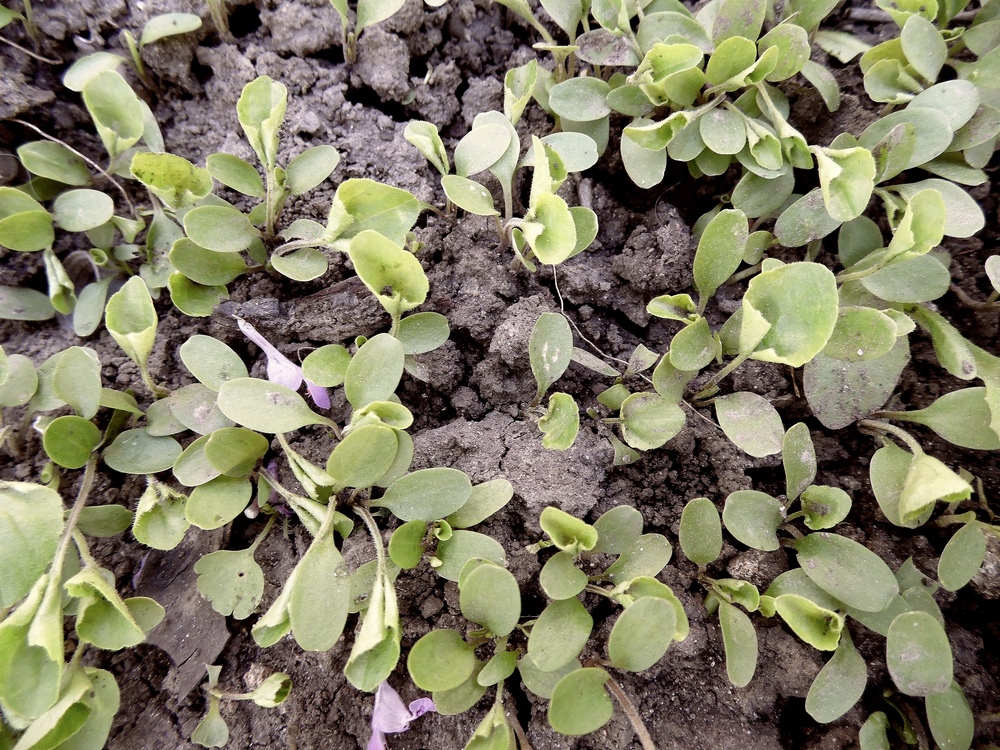 Image of Viola odorata specimen.