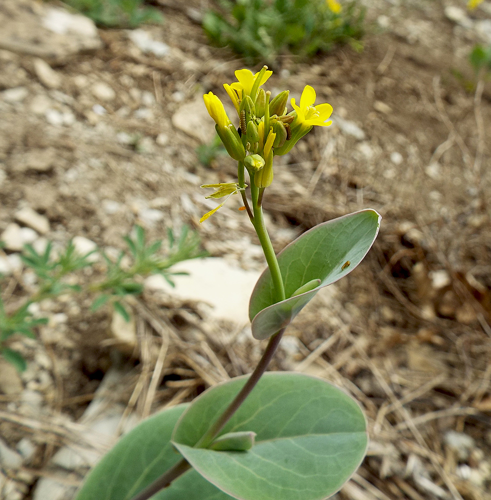 Image of Conringia austriaca specimen.