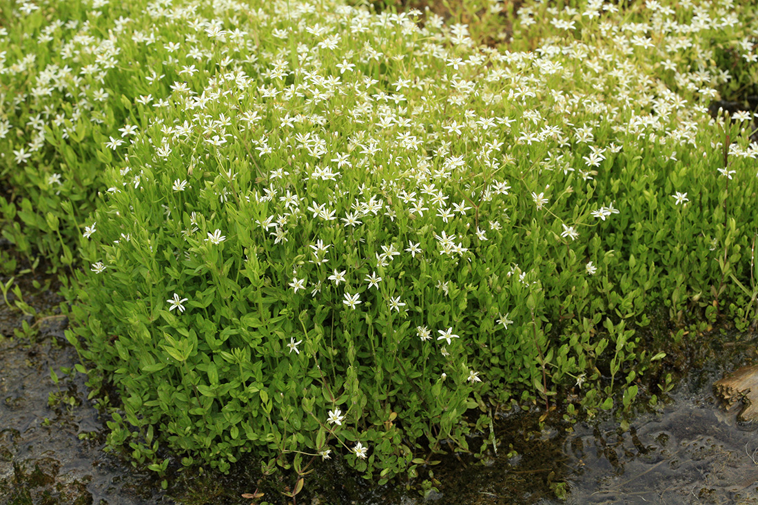 Изображение особи Stellaria crassifolia.