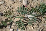 Vicia cinerea