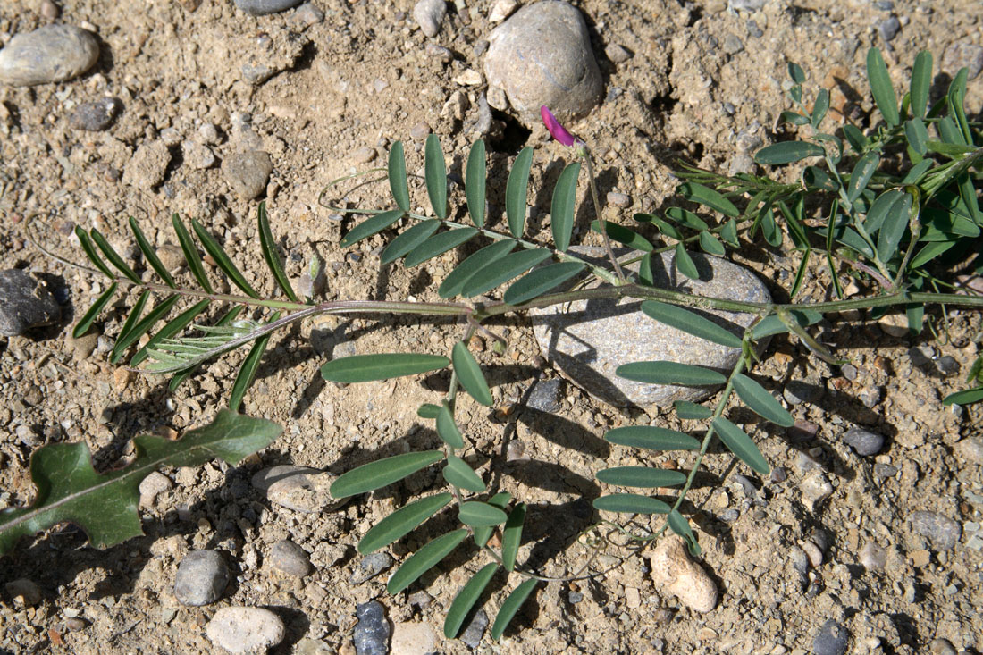 Image of Vicia cinerea specimen.