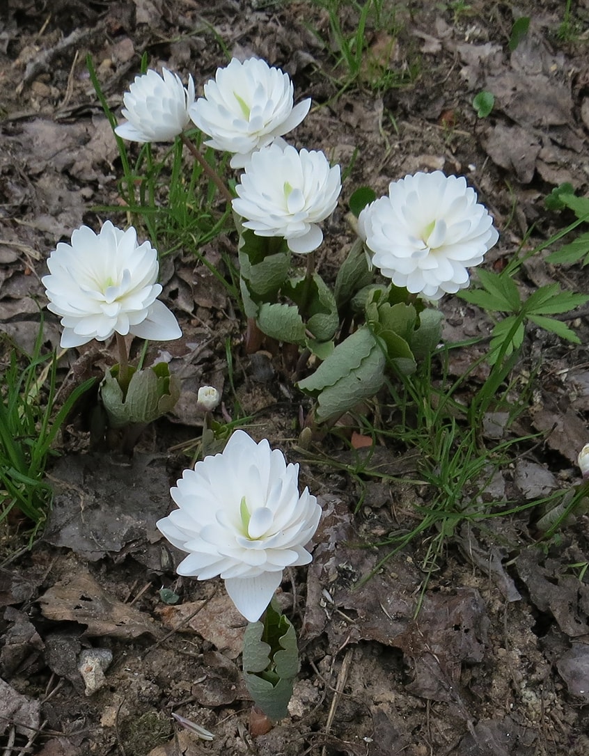 Image of Sanguinaria canadensis specimen.