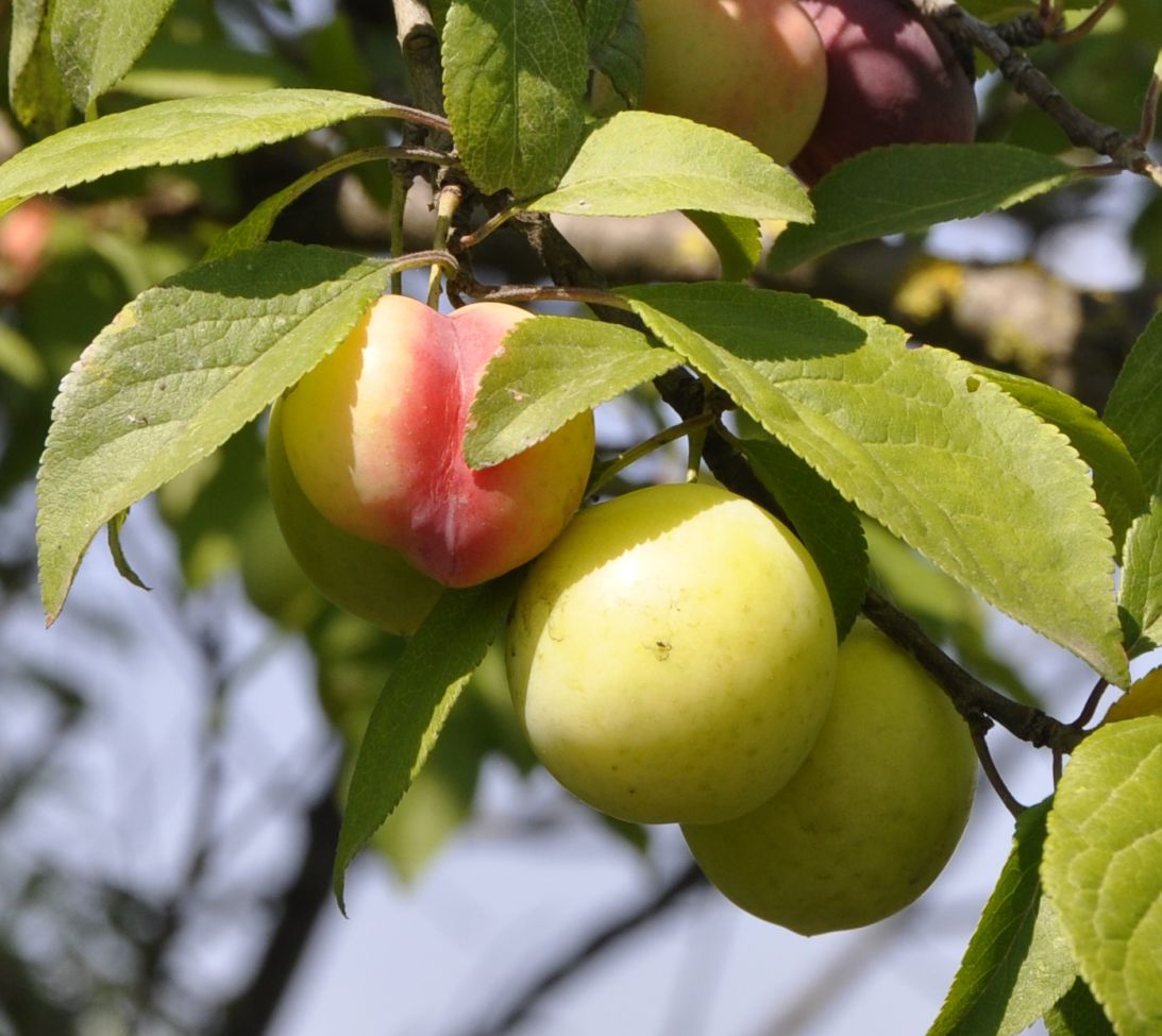 Image of genus Prunus specimen.