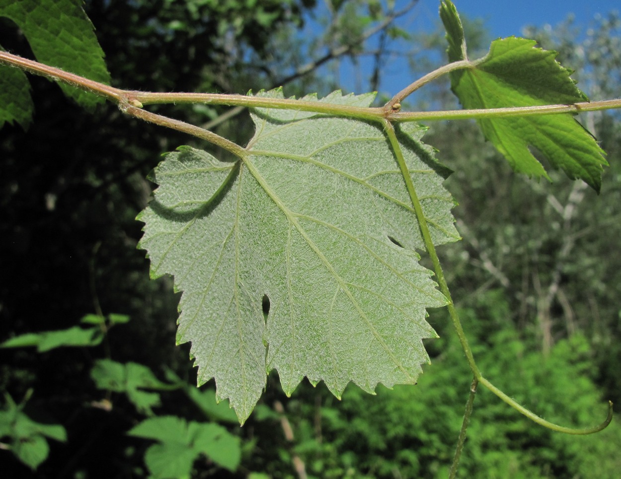 Изображение особи род Vitis.