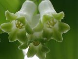 Polygonatum &times; hybridum