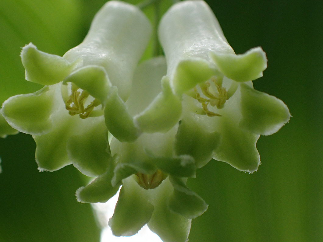 Image of Polygonatum × hybridum specimen.