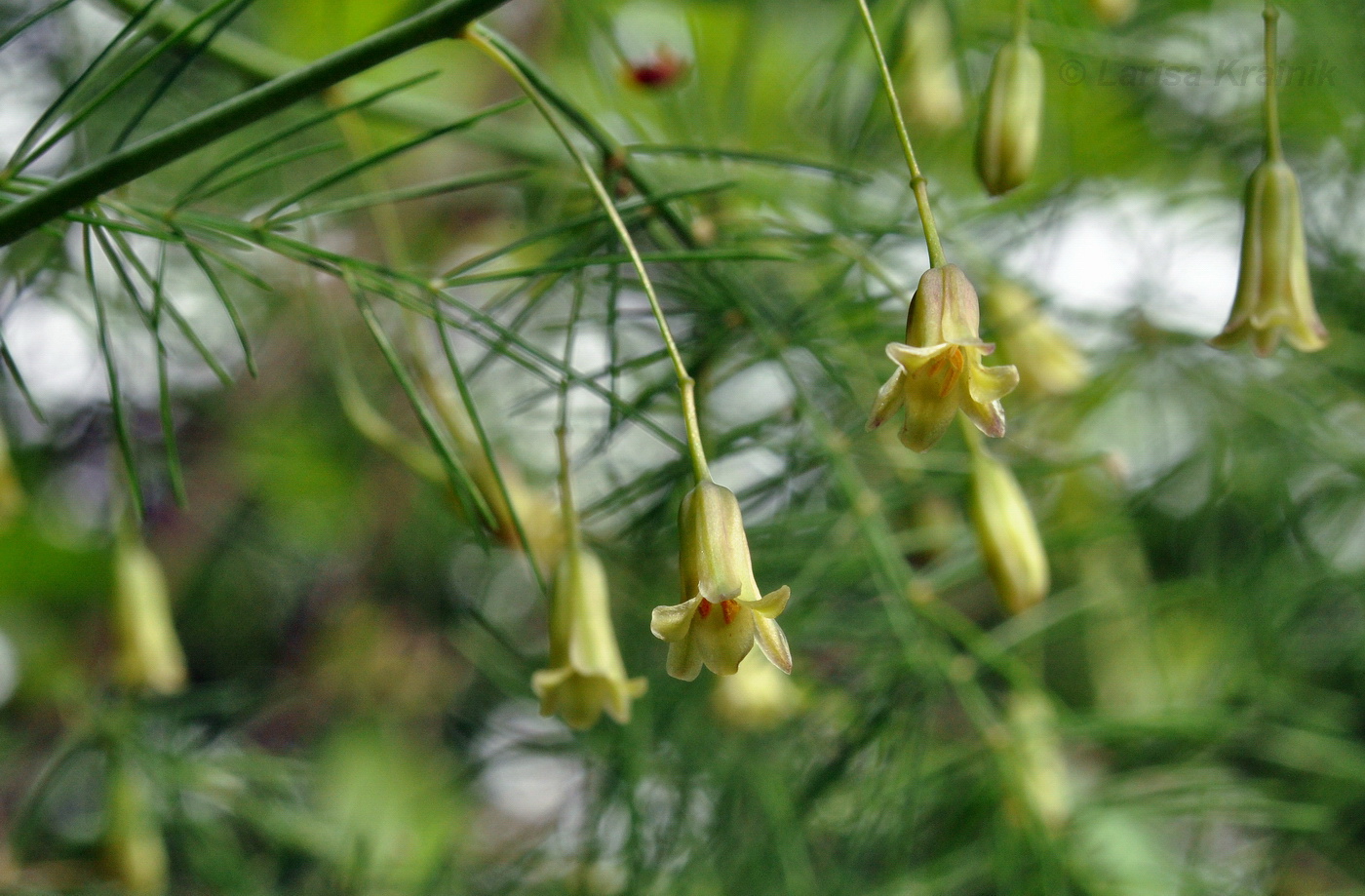 Image of Asparagus oligoclonos specimen.