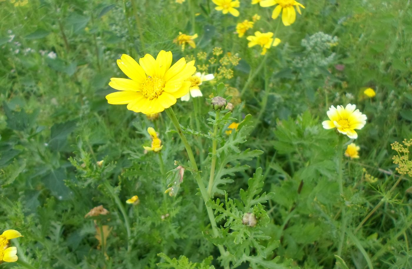 Изображение особи Glebionis coronaria.