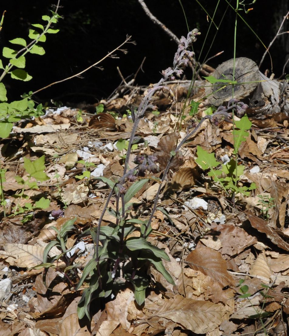 Изображение особи Epipactis atrorubens ssp. subclausa.