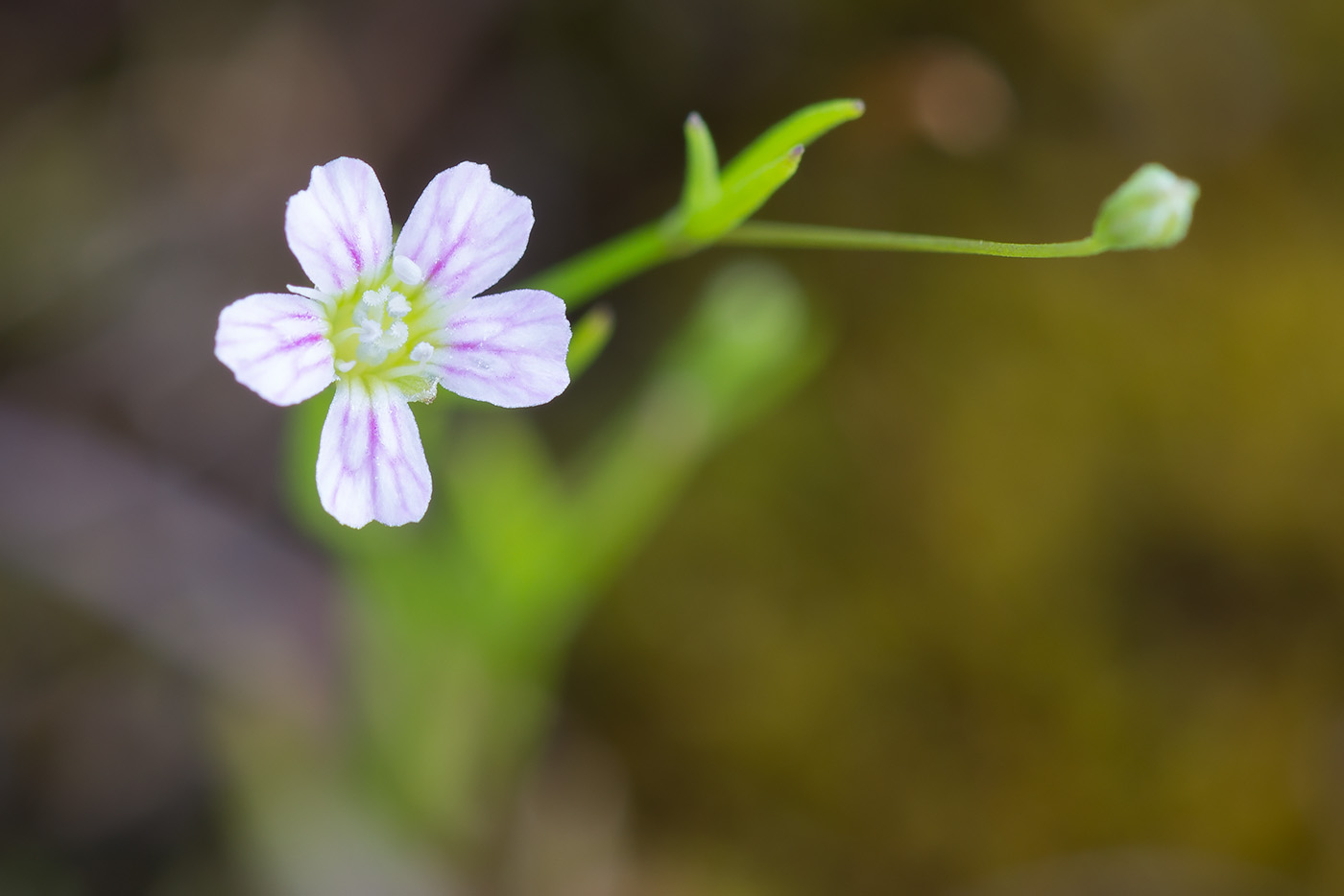 Изображение особи Psammophiliella muralis.