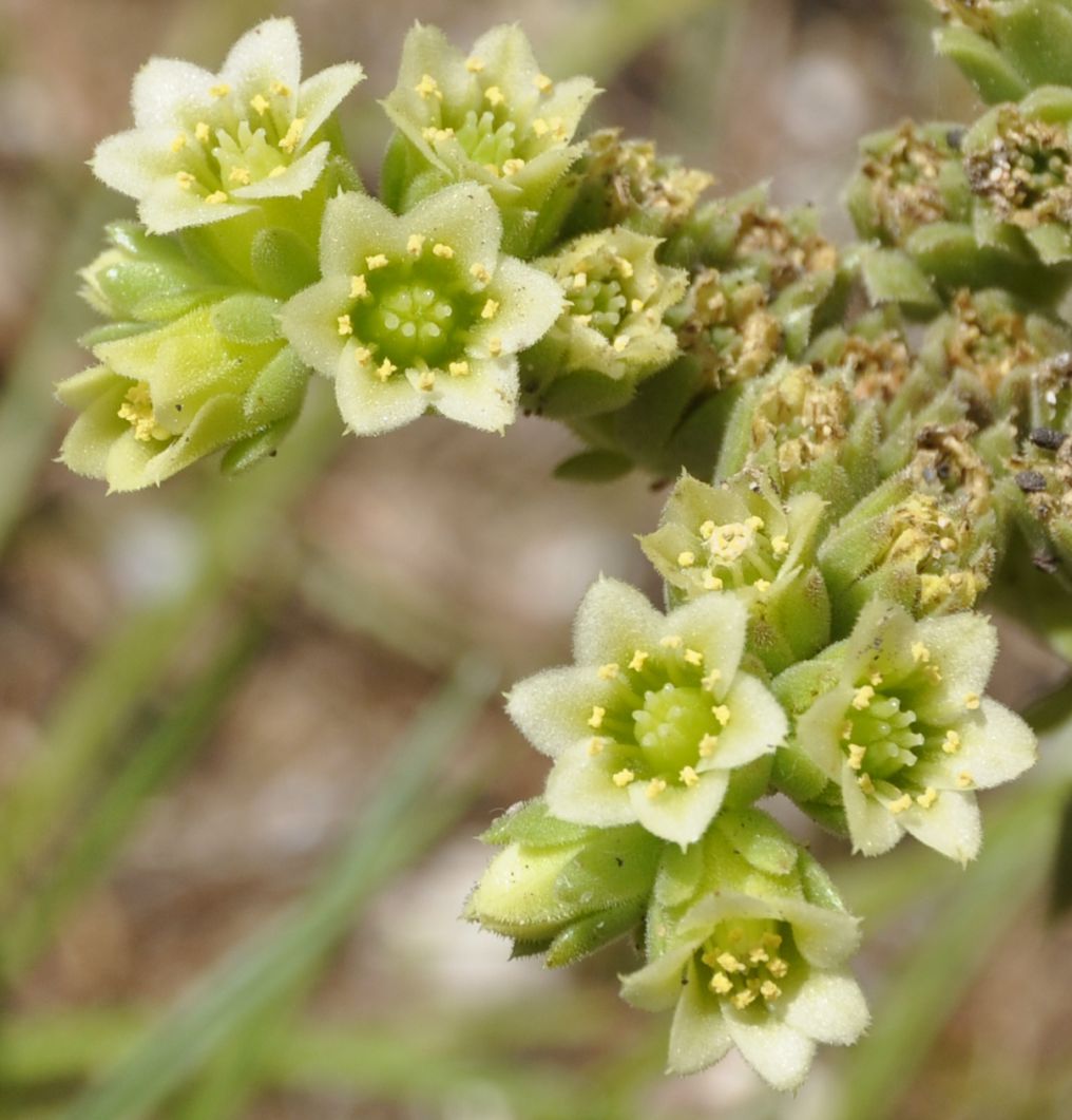 Image of Jovibarba heuffelii specimen.