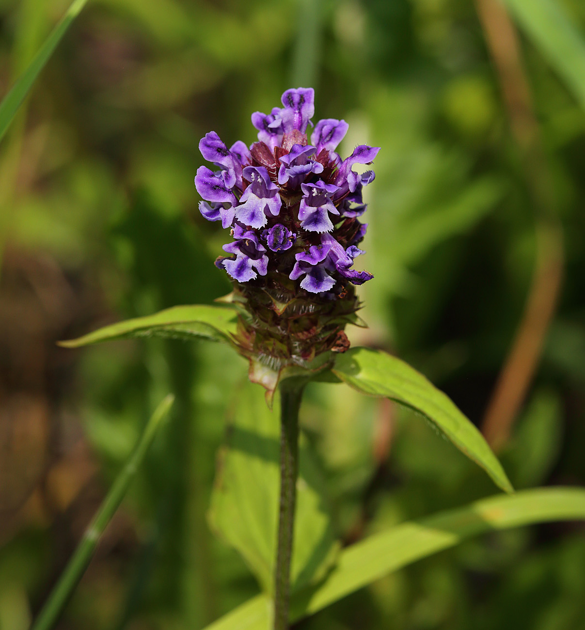 Image of Prunella vulgaris specimen.