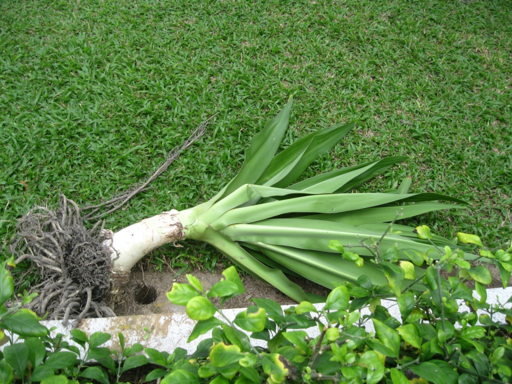 Изображение особи Crinum asiaticum.