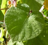 Ipomoea purpurea