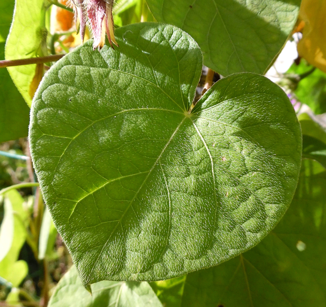 Изображение особи Ipomoea purpurea.