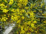 Acacia macradenia