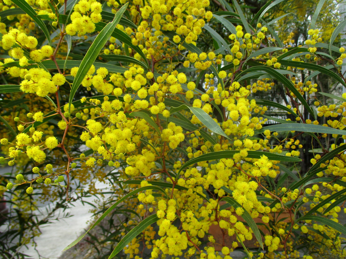 Image of Acacia macradenia specimen.