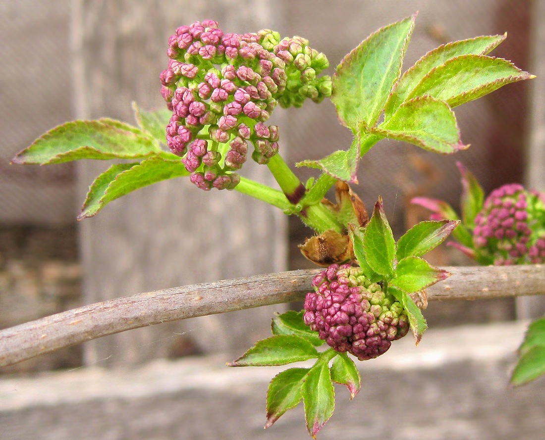 Image of Sambucus racemosa specimen.