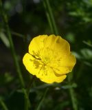 Ranunculus oreophilus