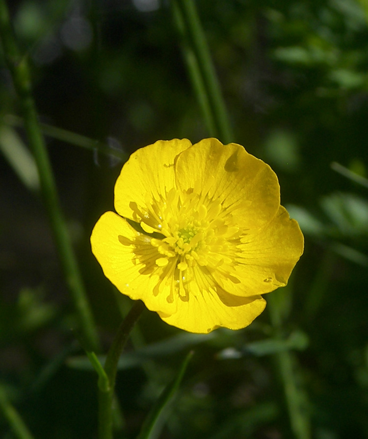 Изображение особи Ranunculus oreophilus.