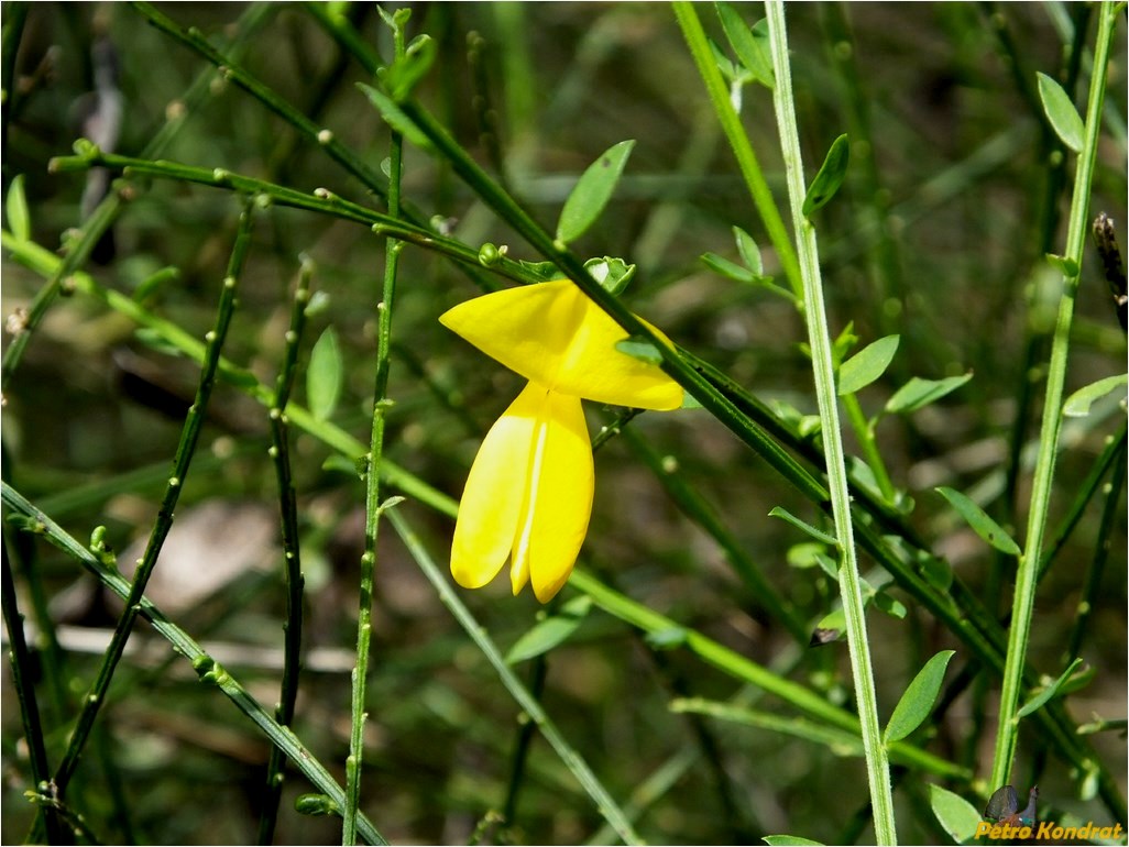 Image of Sarothamnus scoparius specimen.