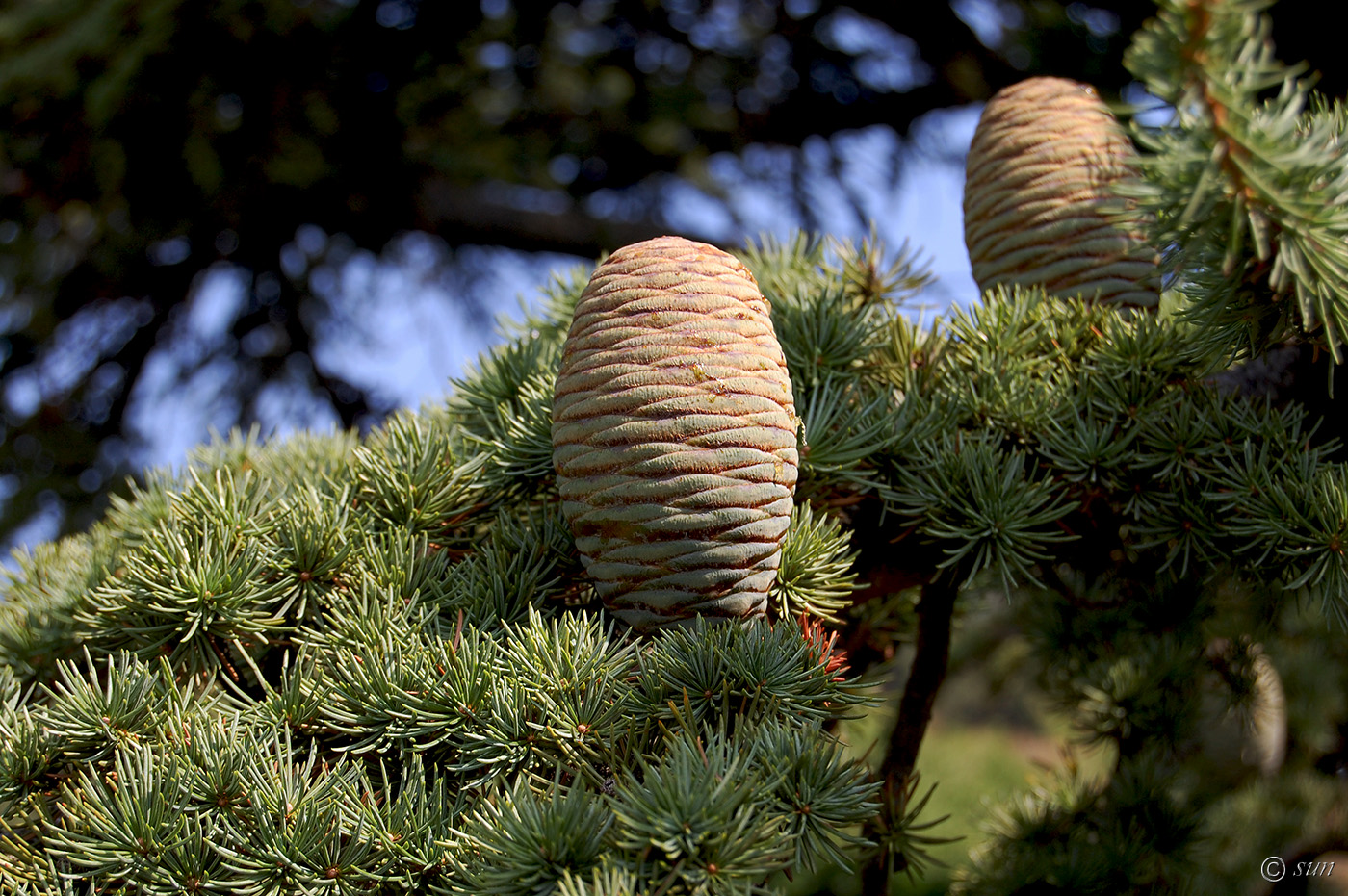 Изображение особи Cedrus libani.