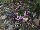 Lychnis ajanensis. Цветущее растение. Магаданская обл., Ольский р-н, окр. пос. Атарган, галечный приморский луг. 07.07.2017.