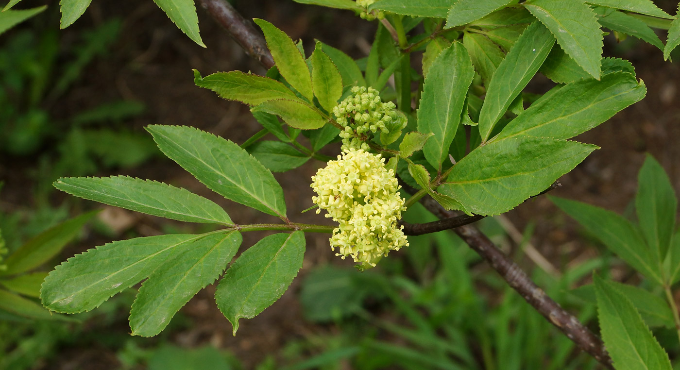 Изображение особи Sambucus racemosa.