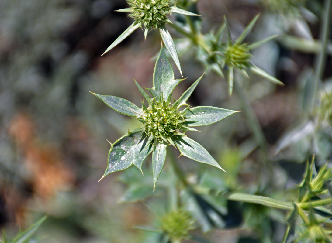 Изображение особи Eryngium octophyllum.