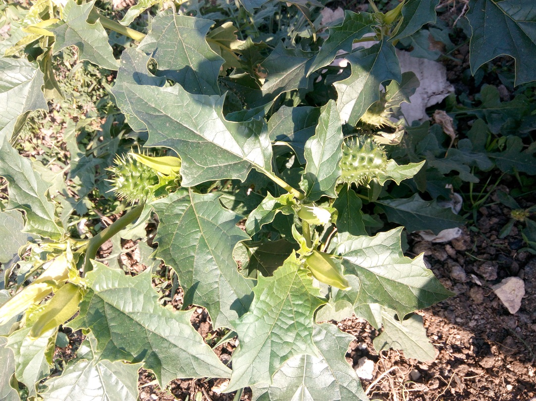 Изображение особи Datura stramonium.