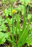 Allium fedtschenkoanum