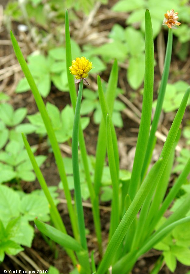 Изображение особи Allium fedtschenkoanum.