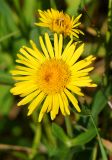 Inula britannica