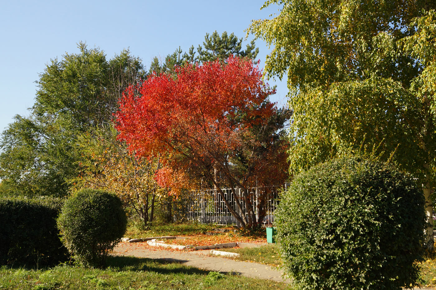 Image of Acer ginnala specimen.