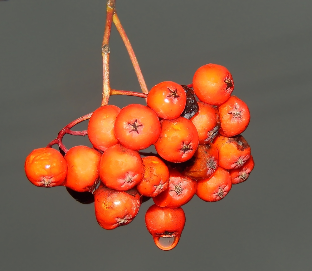 Изображение особи Sorbus aucuparia.